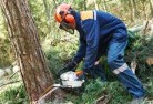 Hay Valleytree-cutting-services-21.jpg; ?>